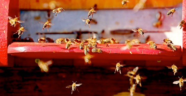Bericht Meeste Nederlanders bezorgd om bijensterfte bekijken